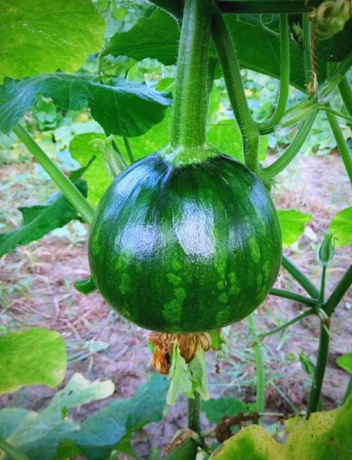 小型南瓜品种有哪些？-图3