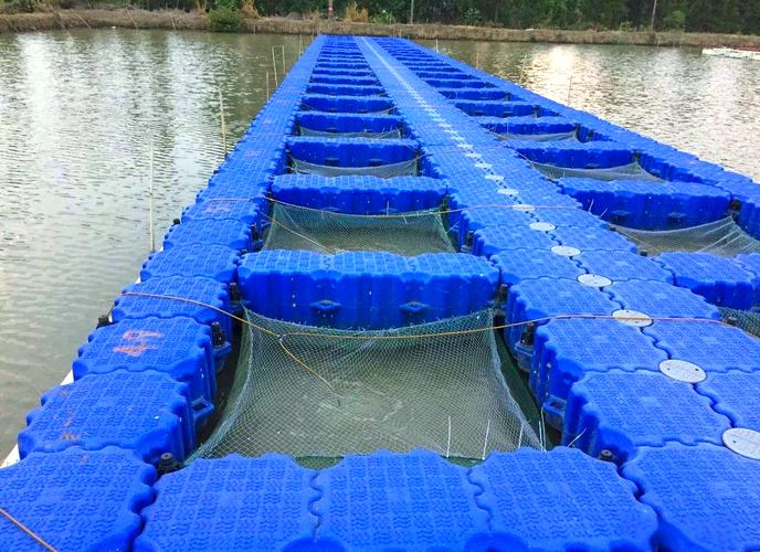 网箱养水蛭技术视频要点有哪些？-图3