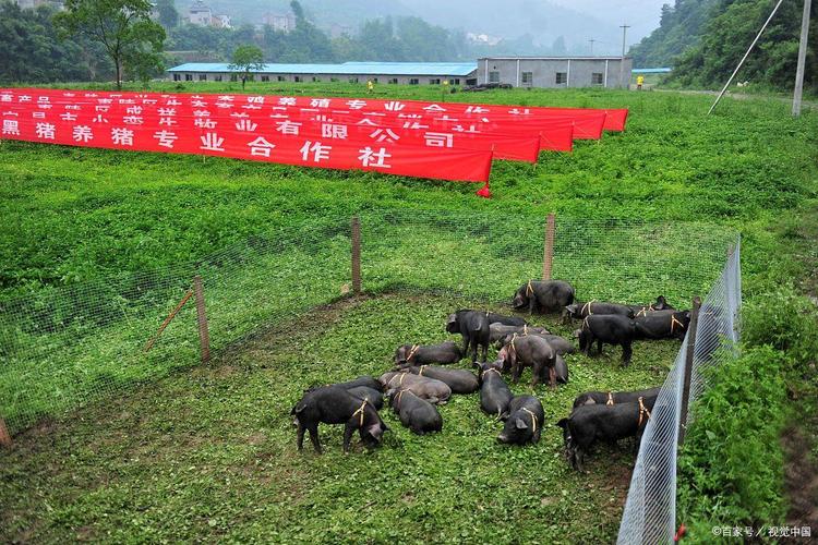 生态养猪技术视频如何高效播放学习？-图2