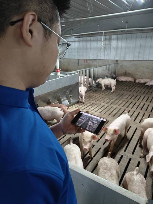 生态养猪技术视频如何高效播放学习？-图3