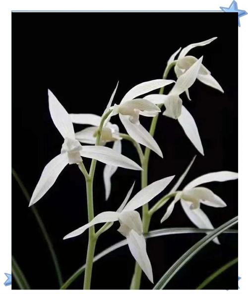 云南名贵兰花品种有哪些？-图2