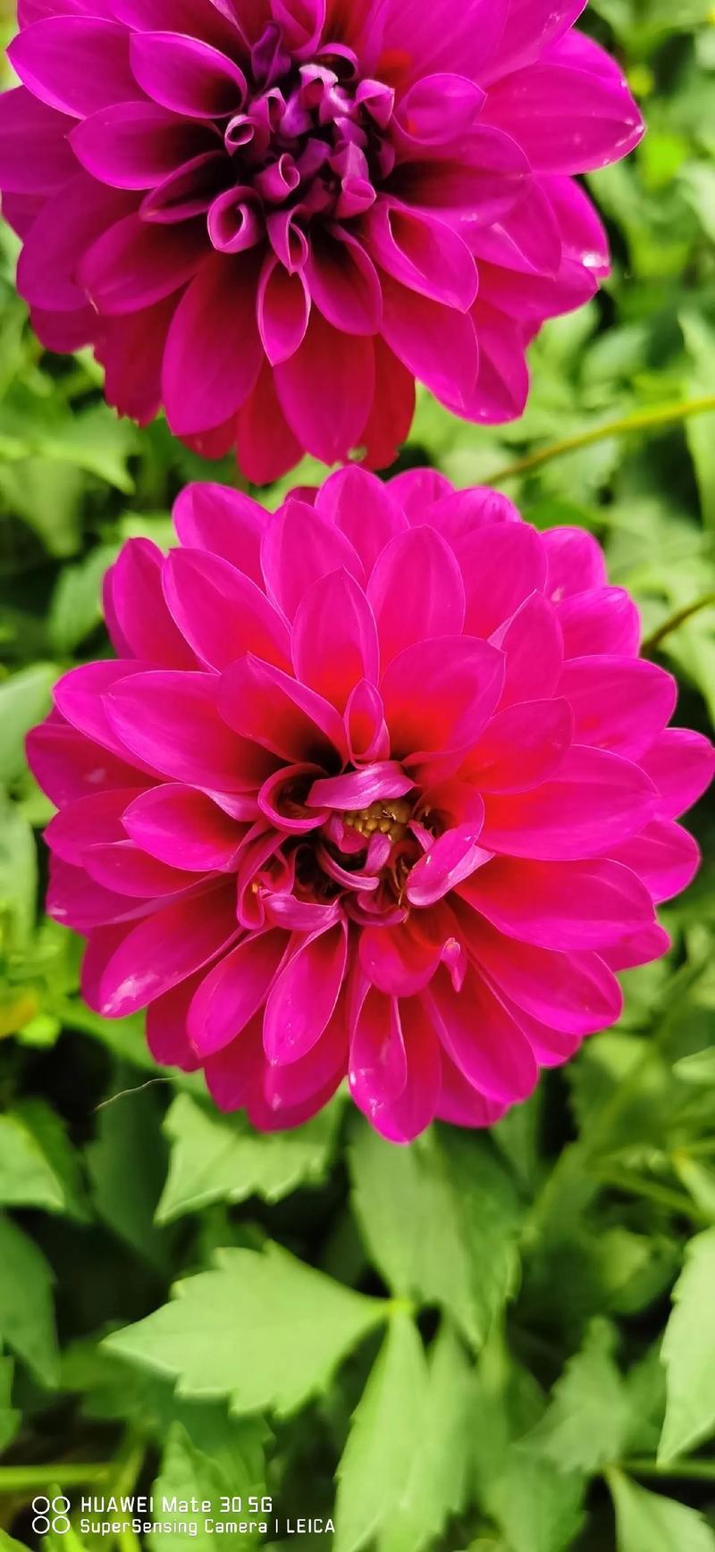 大丽花品种名称与图片如何对应？-图2