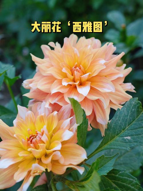 大丽花品种名称与图片如何对应？-图3