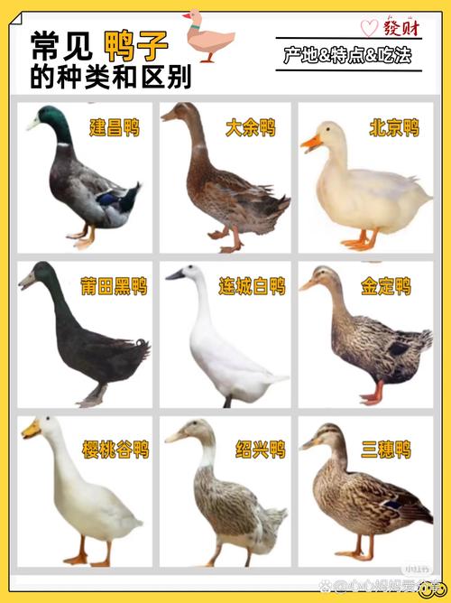 鸭子品种有哪些?附图片吗?-图1 鸭子品种有哪些?附图片吗?-图1