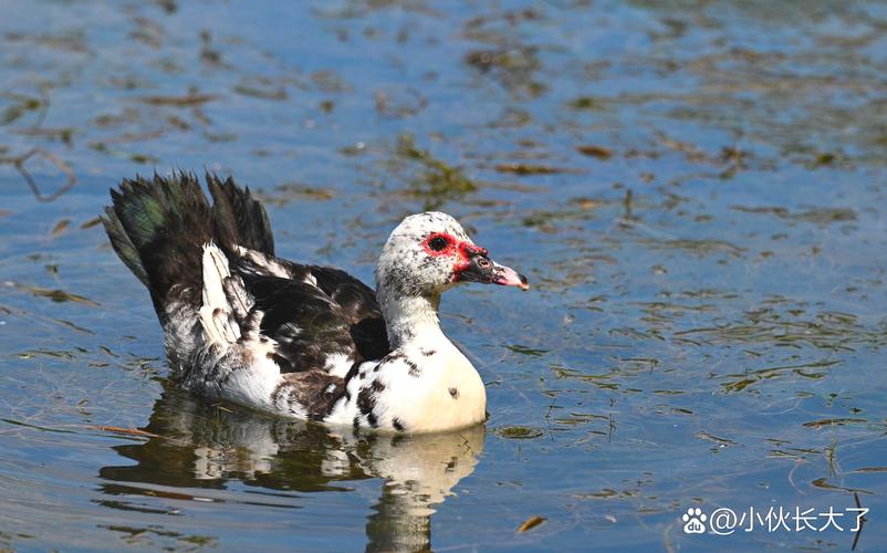 鸭子品种有哪些?附图片吗?-图3 鸭子品种有哪些?附图片吗?-图3