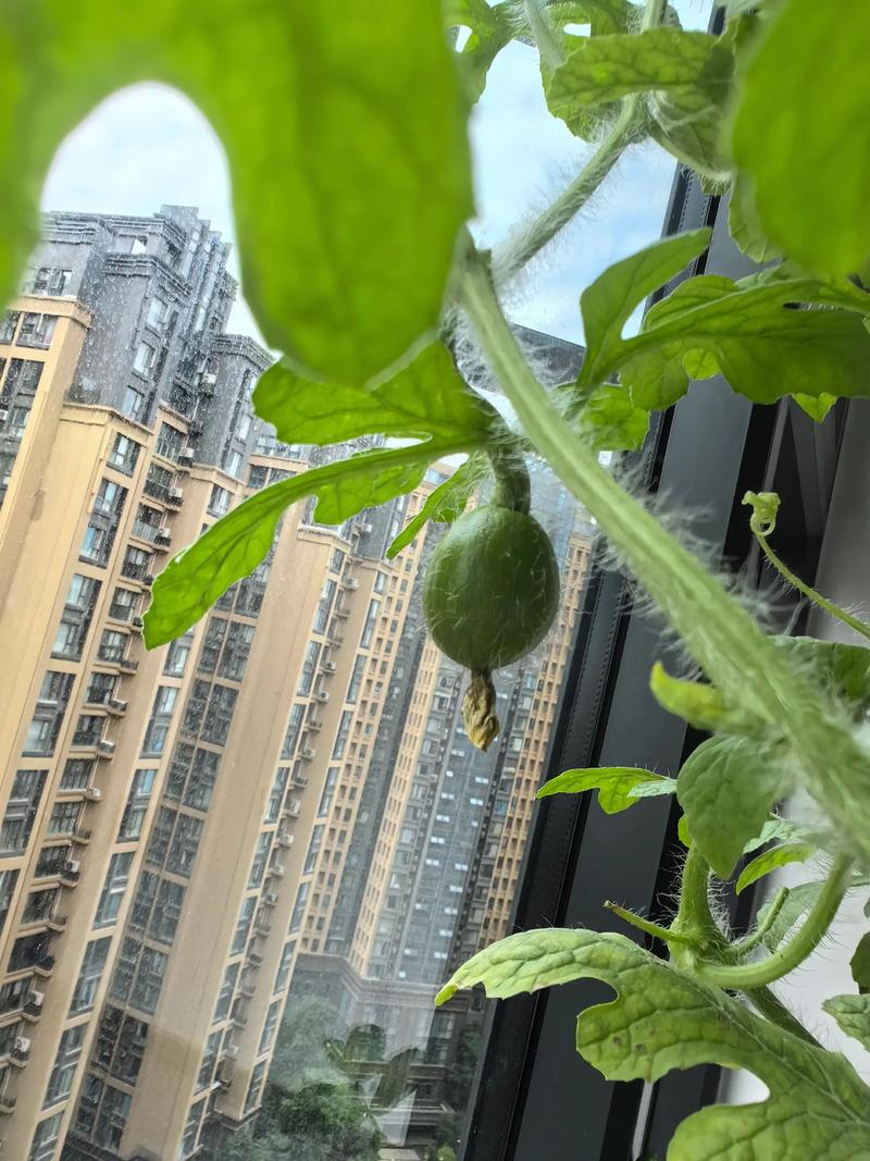 室内西瓜种植技术视频,在家也能种出大西瓜吗?-图2 室内西瓜种植技术视频,在家也能种出大西瓜吗?-图2