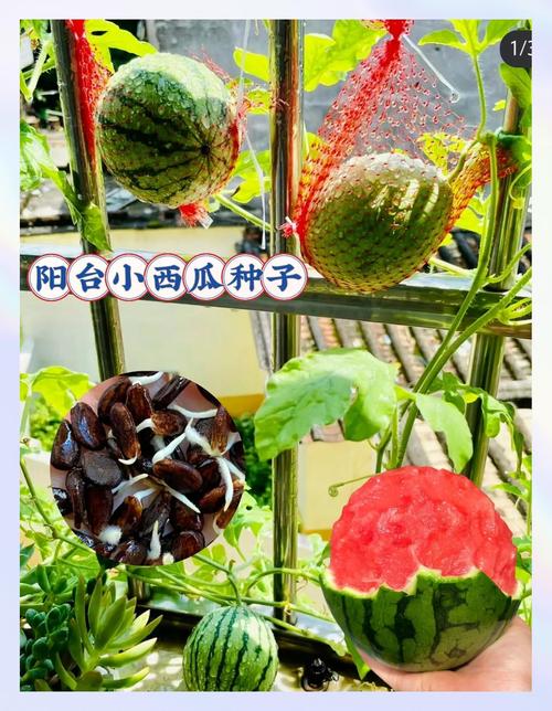 室内西瓜种植技术视频,在家也能种出大西瓜吗?-图3 室内西瓜种植技术视频,在家也能种出大西瓜吗?-图3