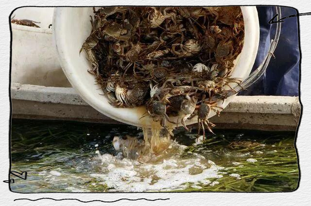 室内真能养出大闸蟹？技术难点在哪？-图1