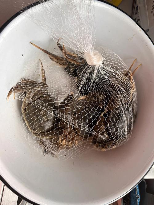 室内真能养出大闸蟹？技术难点在哪？-图2