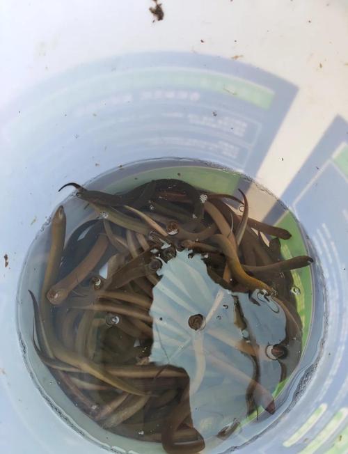 黄鳝泥鳅养殖技术视频怎么学？-图1