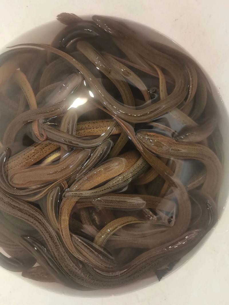 黄鳝泥鳅养殖技术视频怎么学？-图2