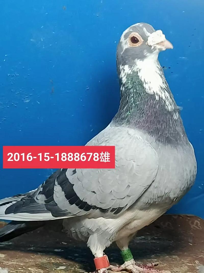 肉鸽品种繁殖速度排名是怎样的？-图3