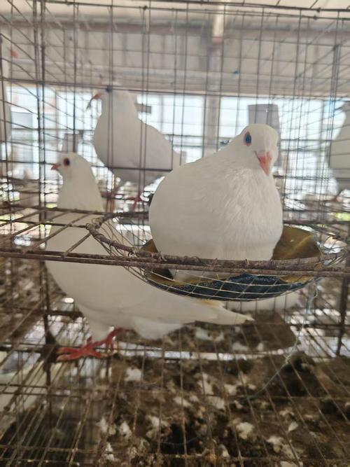 肉鸽品种繁殖速度排名是怎样的？-图2