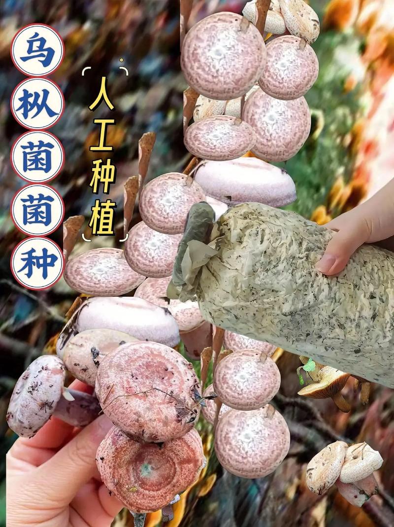 湖南农村蘑菇种植技术有哪些要点？-图1