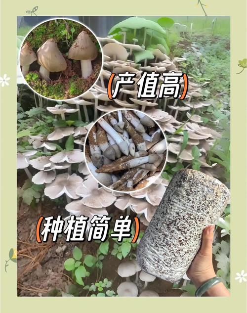 湖南农村蘑菇种植技术有哪些要点？-图2