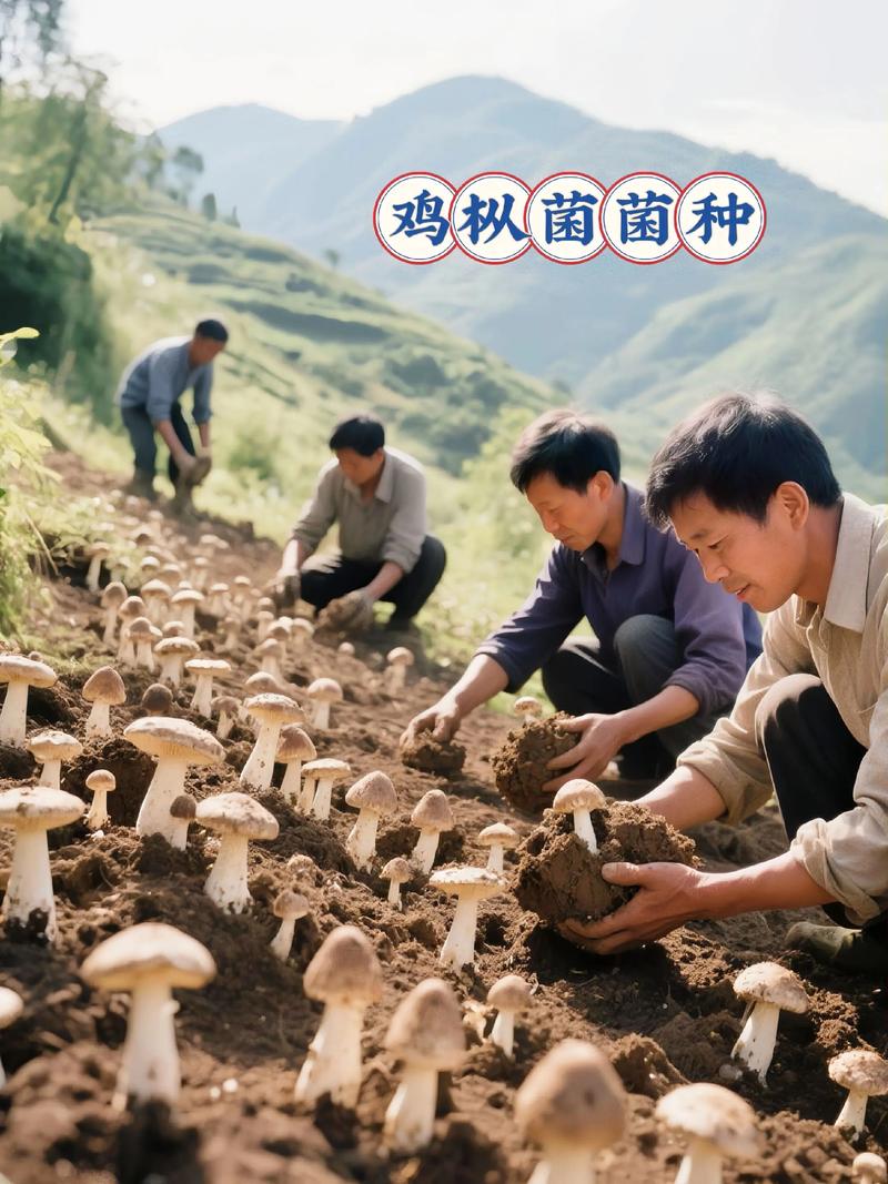 湖南农村蘑菇种植技术有哪些要点？-图3