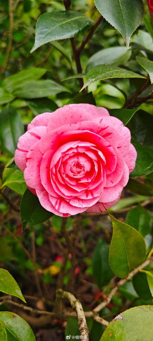 粉色茶花哪个品种最漂亮？-图1