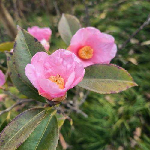 粉色茶花哪个品种最漂亮？-图2