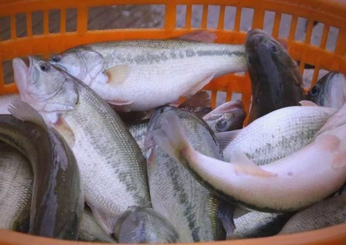 2025年水产新品种有哪些突破方向？-图3