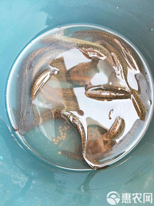 泥鳅室内养殖技术视频-图3