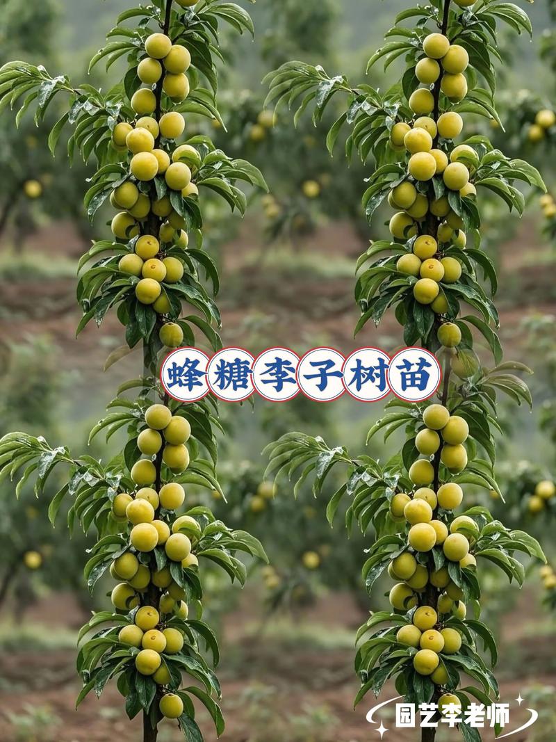 北方种李子，技术要点有哪些？-图1