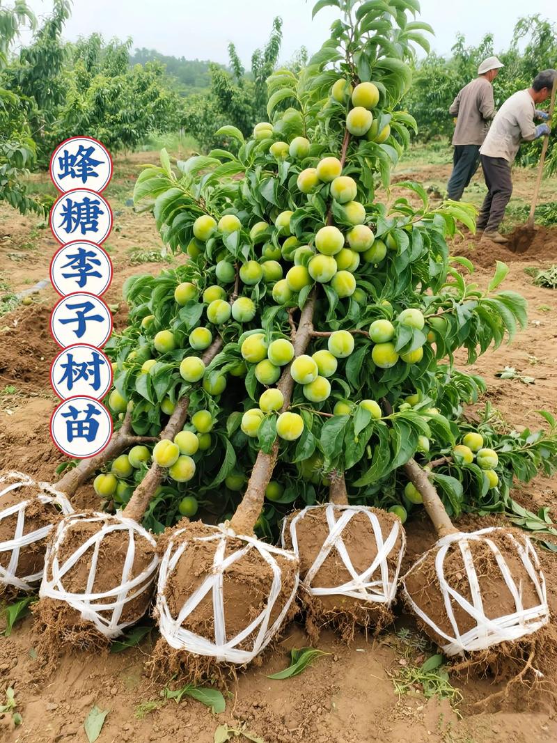 北方种李子，技术要点有哪些？-图2