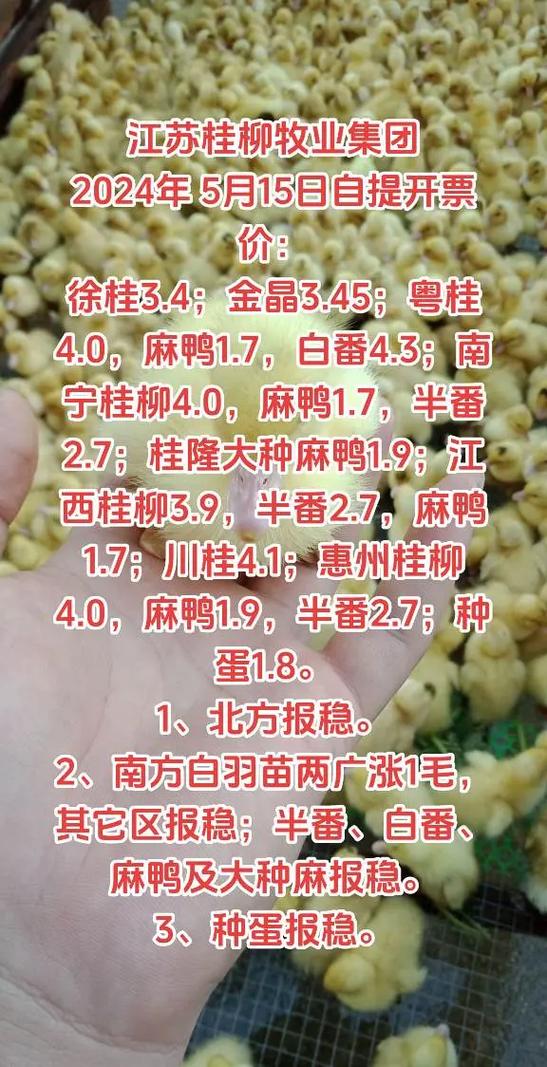 山东鸭苗价格最新走势如何？-图1