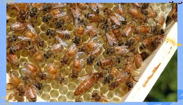 2025蜜蜂春繁技术有何新突破？-图2