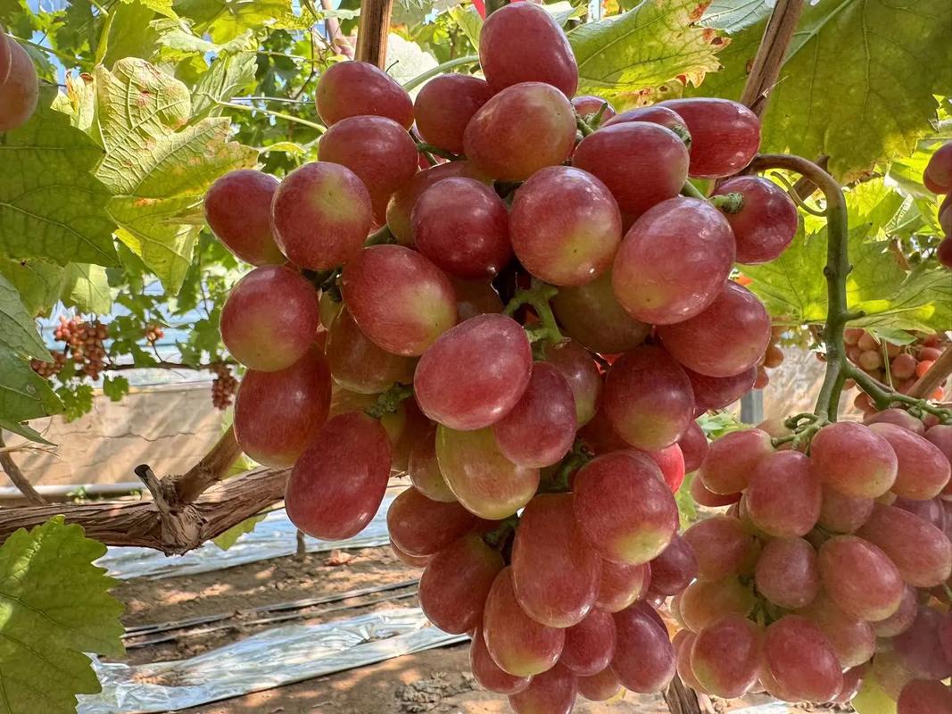 早熟葡萄品种有哪些？-图2