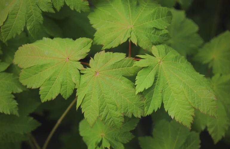 叶子超大的葡萄是什么品种？-图2