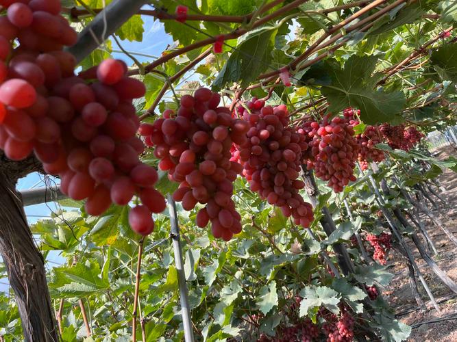 叶子超大的葡萄是什么品种？-图3