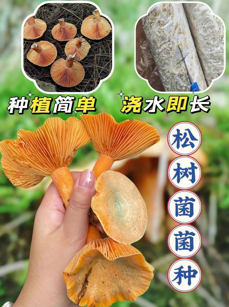 松树菌种如何人工高效培育？-图1