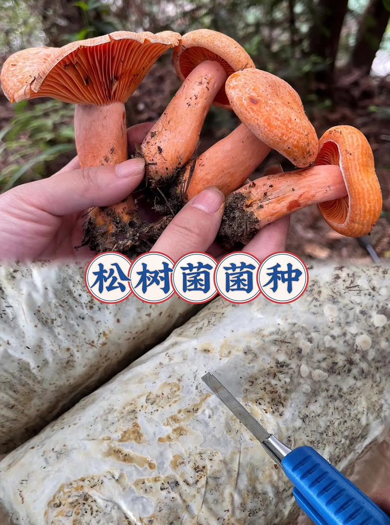 松树菌种如何人工高效培育？-图2