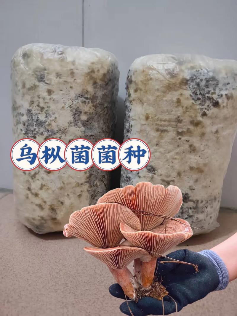 松树菌种如何人工高效培育？-图3