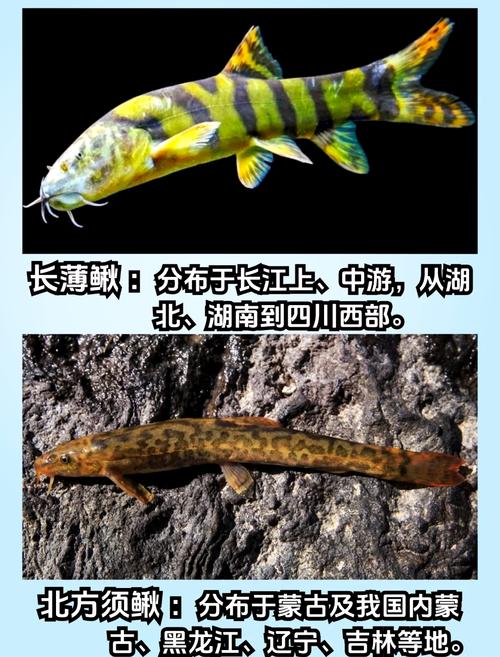 泥鳅有哪些独特品种？-图1