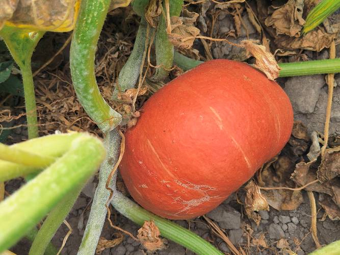 板栗南瓜种植技术有哪些要点？-图1