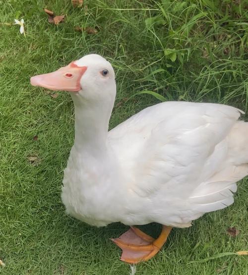 白色鸭子品种有哪些？-图1