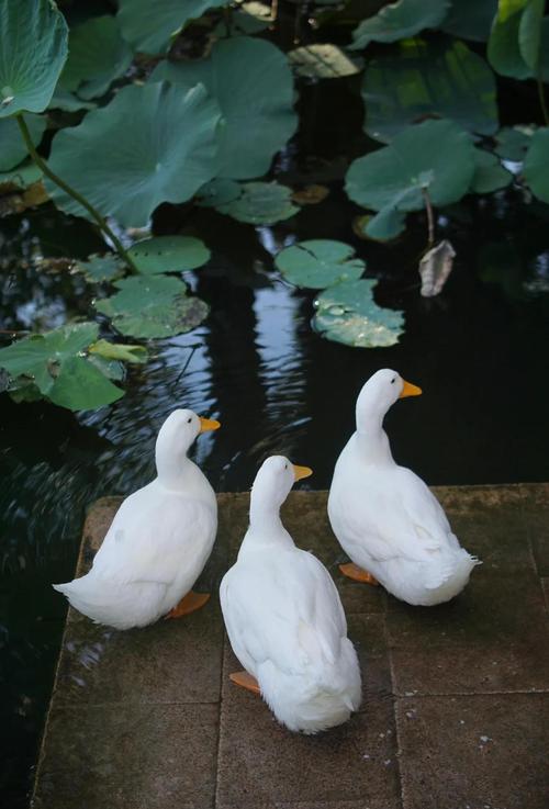 白色鸭子品种有哪些？-图3