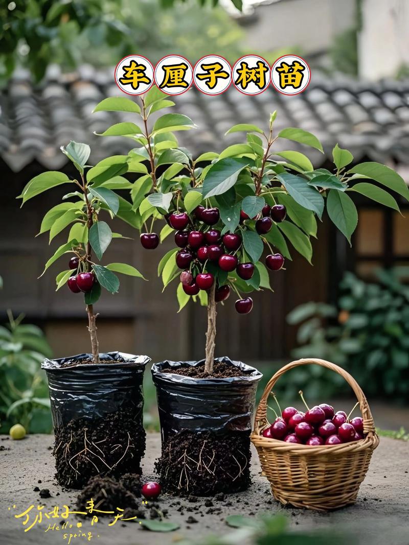 樱桃品种哪个最好种？-图1