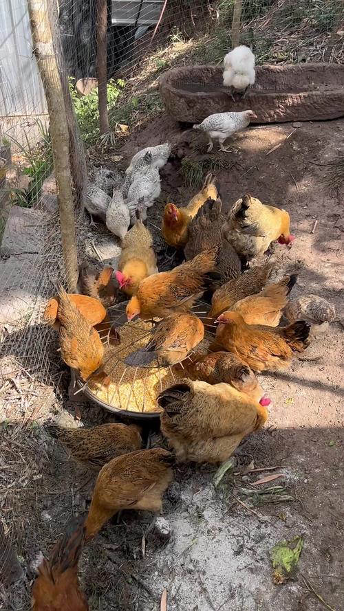 私人养鸡技术视频哪里找?-图1 私人养鸡技术视频哪里找?-图1