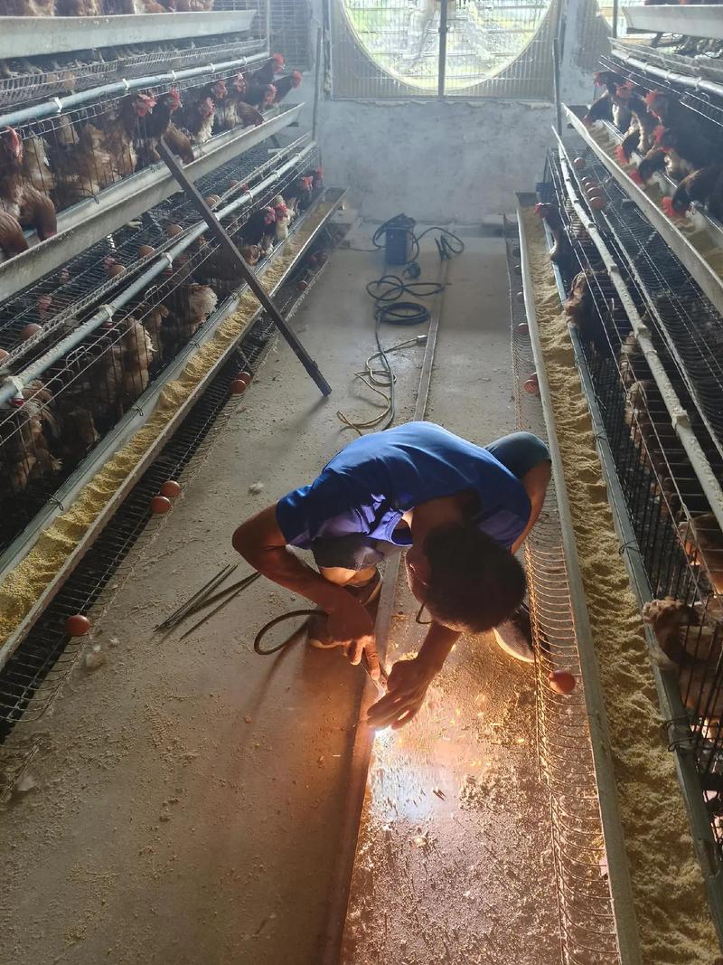 私人养鸡技术视频哪里找?-图3 私人养鸡技术视频哪里找?-图3