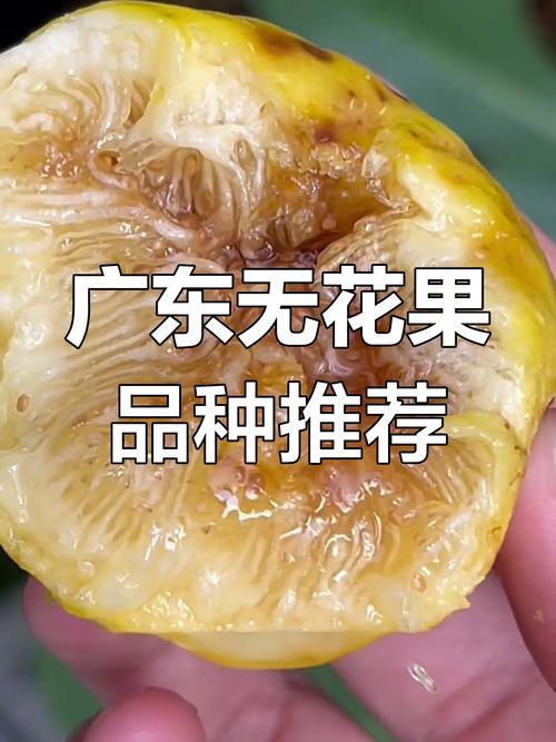 无花果品种那么多，到底哪些最适合在家种？-图2