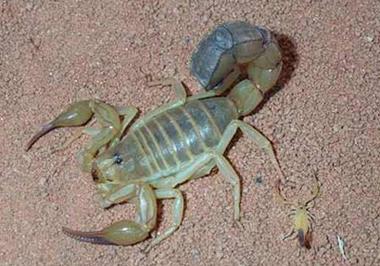 野生清水蝎子价格多少？-图1