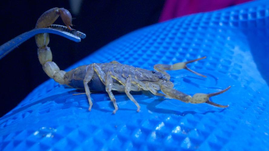 野生清水蝎子价格多少？-图2