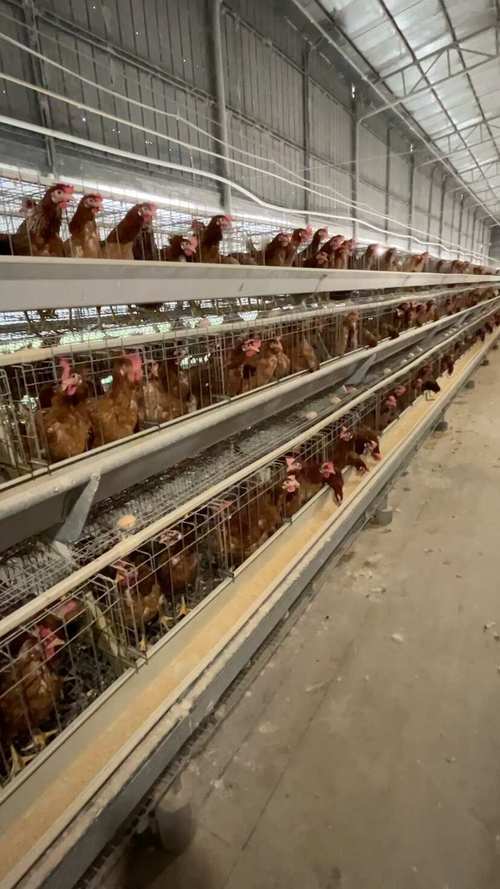 今日莱阳淘汰蛋鸡价格多少钱一斤？-图2