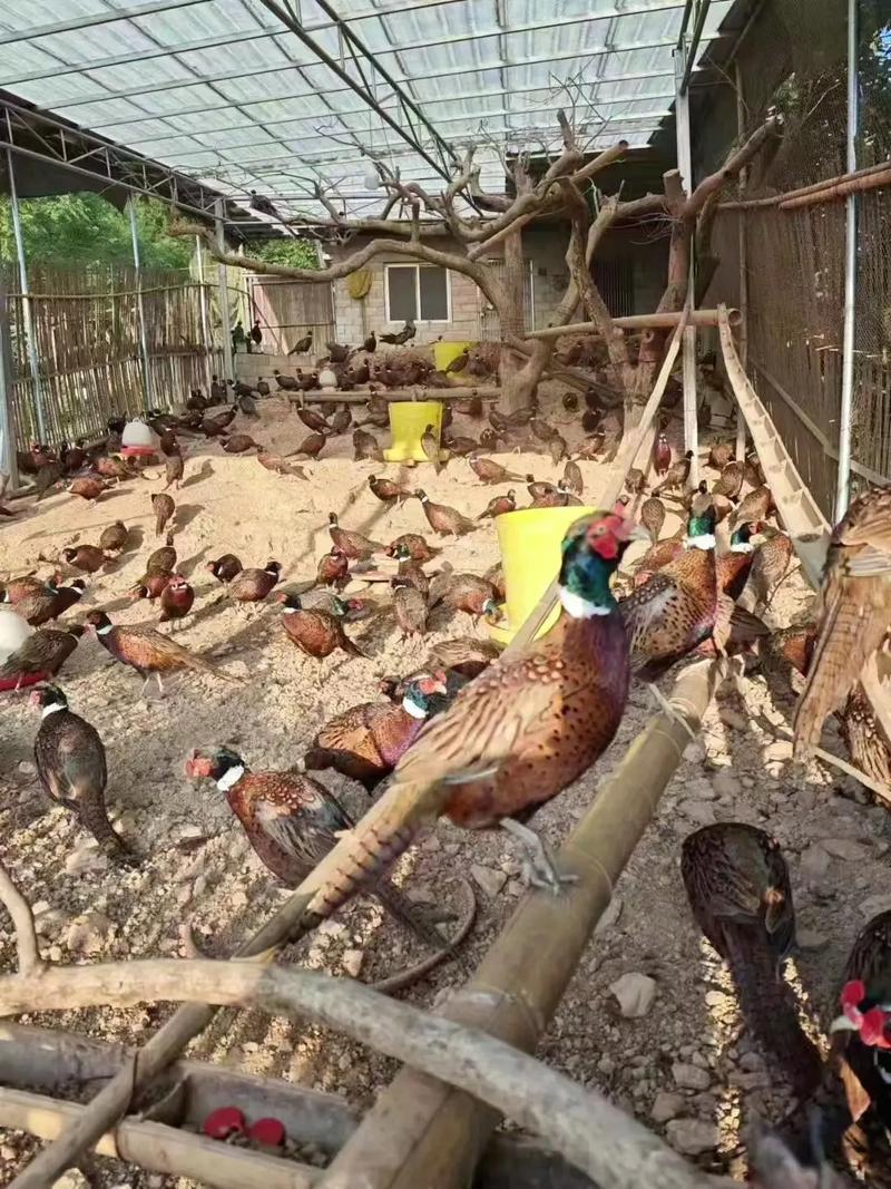 山鸡养殖主流品种是哪些？-图1