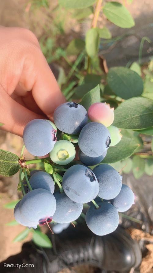 北方蓝莓品种哪家最甜？-图1