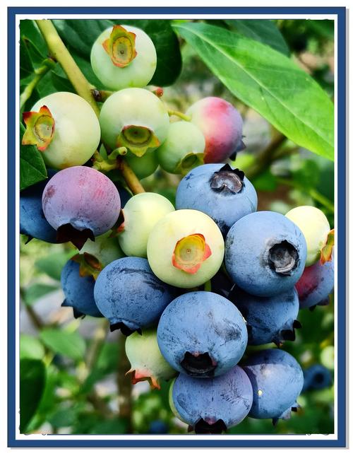 北方蓝莓品种哪家最甜？-图2