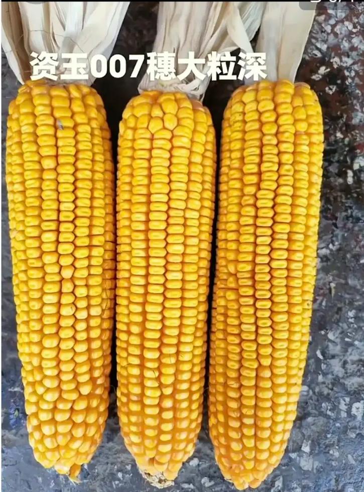 红大粒007玉米品种有何特性？-图1