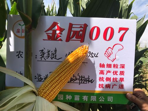红大粒007玉米品种有何特性？-图2